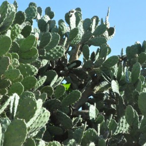 Nopal cactus plants