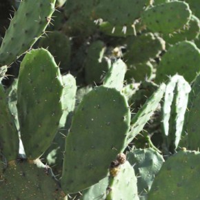 Nopal cactus plants