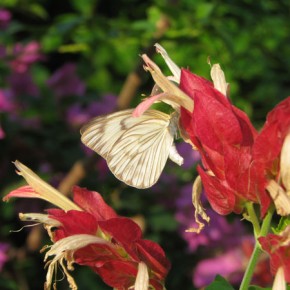 Scientific name: ascia monuste, one of the species found in the area of Laguna de Potosí and Playa Blanca