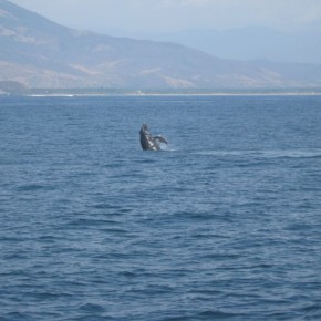 Baby Humpback whale taking a leap in front of Playa Larga