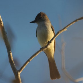 Nutting's Flycatcher at Estero del Yugo, Mazatlan