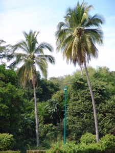 Cocos nucifera