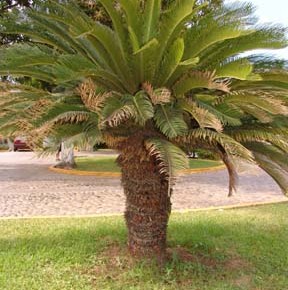 Cycas revoluta