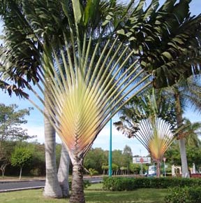 Ravanala-madagascarensis-Traveler-Palm