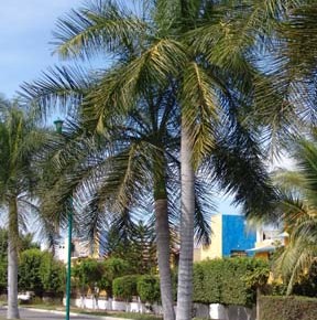 Roystonea-regia-Royal-Palms