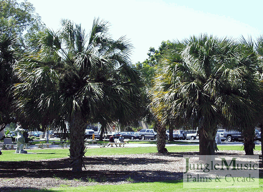 butia_capitata_palmetto